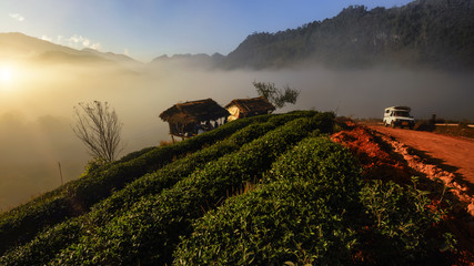 cottage in tea plantation .