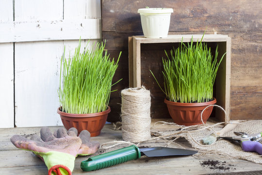 Gardening tools, greens in pots on dark wooden table