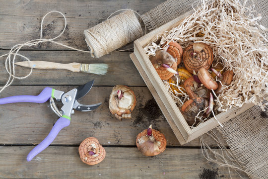 Gardening tools, tubers (bulbs) gladiolus on dark wooden table