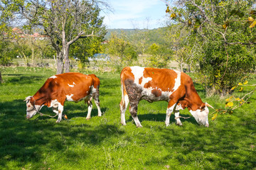 Fototapeta na wymiar Cows in the yard