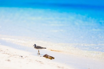 Sea bird tropics