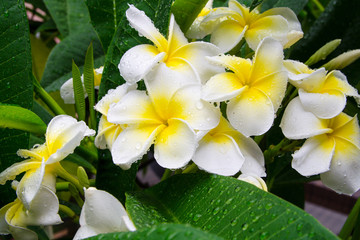 Fototapeta na wymiar Frangipani, Plumeria flower
