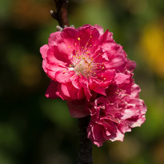 closeup of peach flower blooming in the garden
