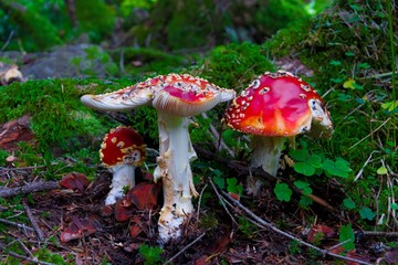 mushrooms are not edible