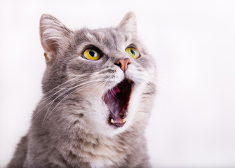 Le chat gris lève les yeux, miaulant et ayant largement ouvert la bouche