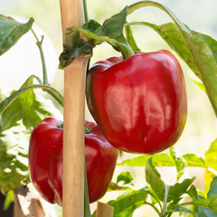 Red peppers growing in the garden