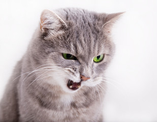 The angry gray cat with green eyes looks down, having blinked th