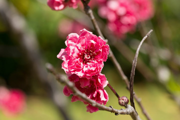 closeup of peach flower blooming in the garden