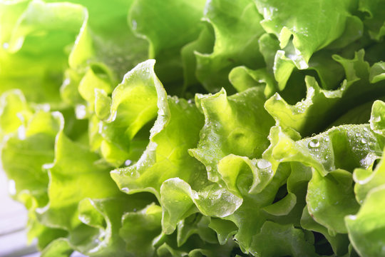 Green lettuce leaves close up