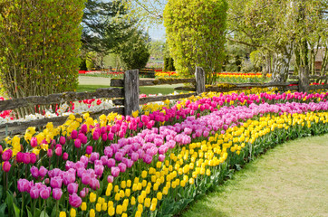 Garden of tulips at Skagit, Washington State, America.