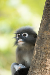 dusky leaf langur monkey up on a tree