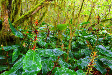 Wild ginger in a tropical rainforest on Reunion Island. The roots are used as a cure for male impotence, to relieve headache, and consumed when suffering from the common cold.