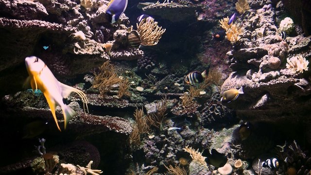 4K, Colorful Fishes, Seahorses, Corals, Marine Life, Underwater World.