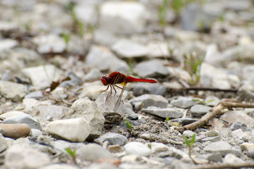 Dragonfly on the rocks