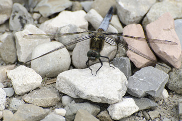 Dragonfly on the rocks