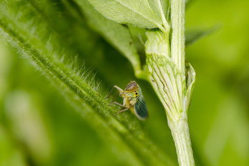 Bug on green plant