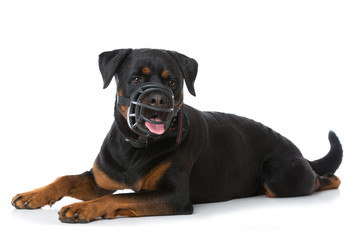 Rottweiler mit Maulkorb