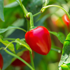 Red peppers growing in the garden