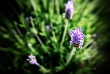 lavender flowers