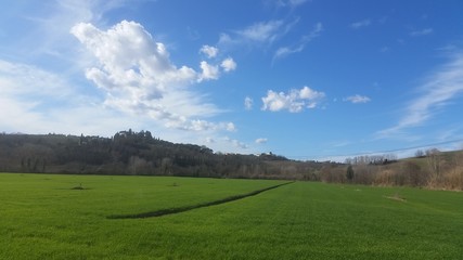 Campo di grano verde