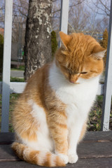 Obraz premium cat on the street
