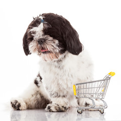 dog with shopping cart isolated on white