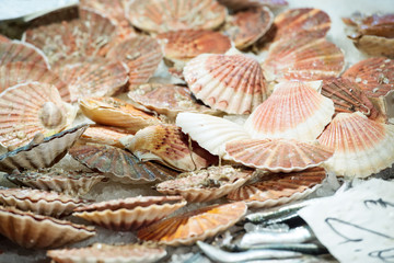 scallops at the fish market