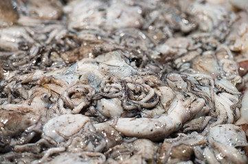raw squid in fish