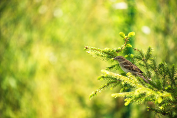 Sparrow on the pine tree