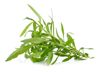 Fototapeta premium Tarragon herbs on white background