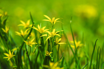 Flowers gagea lutea Or yellow star-of-Bethlehem