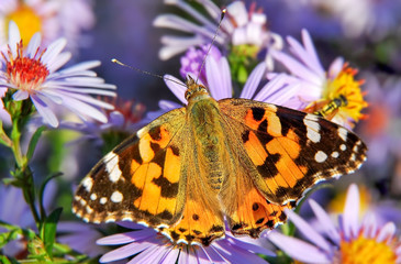 Painted lady butterfly on autumn Aster flower