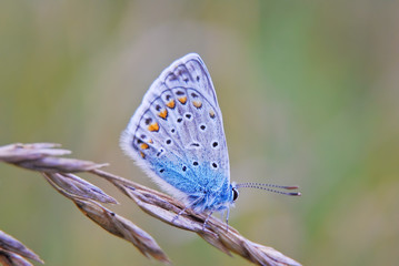 Butterfly Polyommatinae, the blues sitting on the grass with folded wings