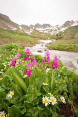 Fototapeta premium flowers in the mountain