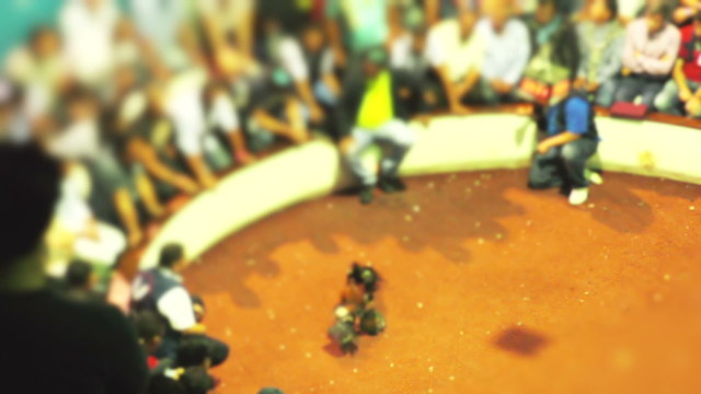 Blurred group of adults captivated by an exciting legal cockfight in Ecuador,showcasing the thrill of the event.