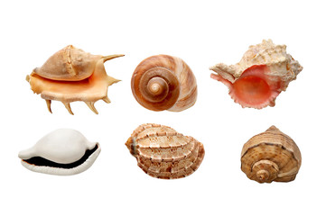 sea shells on a white background Flat in composition