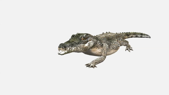 Alligator, wild animal isolated on white background