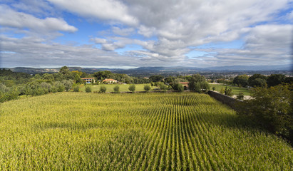 Maize Field in Rural Country