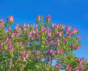 Obraz na płótnie Canvas Beautiful pink, purple and violet lilac flowers blossom closeup over blue sky 