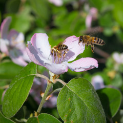 Pair of honey bees gathering pollen on the apple tree flowers blossom closeup