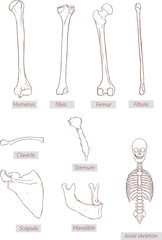 humerus,tibia,femur,fibula,clavicle,sternum,scapula,mandible,axi