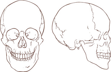  white backround vector illustration of a  people skull