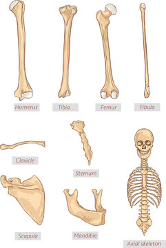 humerus,tibia,femur,fibula,clavicle,sternum,scapula,mandible,axi