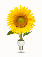 Bulb with beautiful sunflower on white background,eco energy con