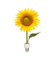Obraz premium Bulb with beautiful sunflower on white background,eco energy con