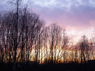The outlines of the trees at sunset sky background