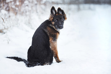 puppy breed German Shepherd walking