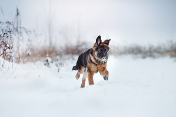 puppy breed German Shepherd walking