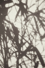 Leaves bamboo with shadow