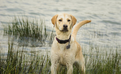 Yellow Labrador Retriever standing by water and reeds